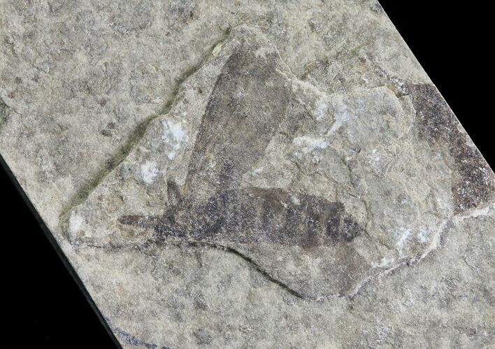 Fossil March Fly (Plecia) - Green River Formation #65122